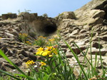 SX05490 Closeup of yellow wallflowers growing on castle wall.jpg